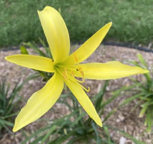 Citrina.jpg