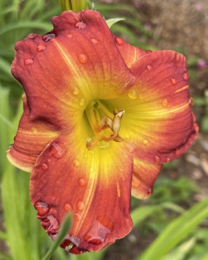 FairyFirecracker.jpg