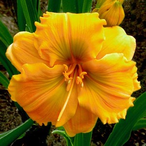 GoldenHibiscus.jpg