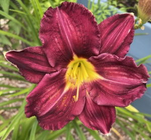 SuperPurple.jpg