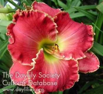 Painting the Roses Red