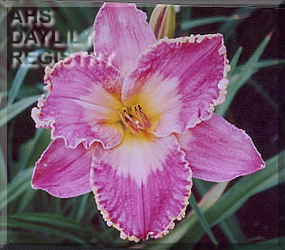 ph151335.jpg