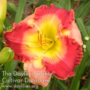 Malaysian Marketplace