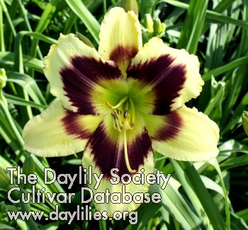 Heavenly Dark Matter