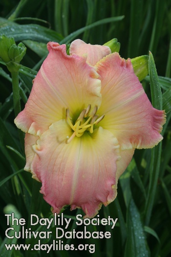 Pinewood Easter Morning