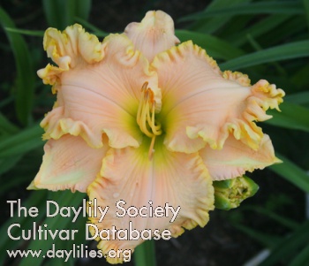 Sugar in the Morning