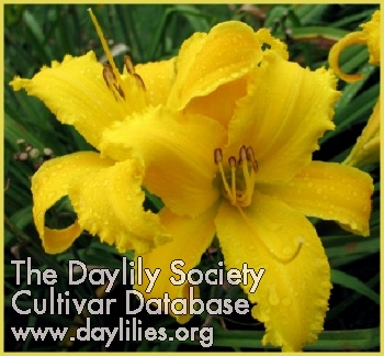 Greywoods Lofty Lizzie